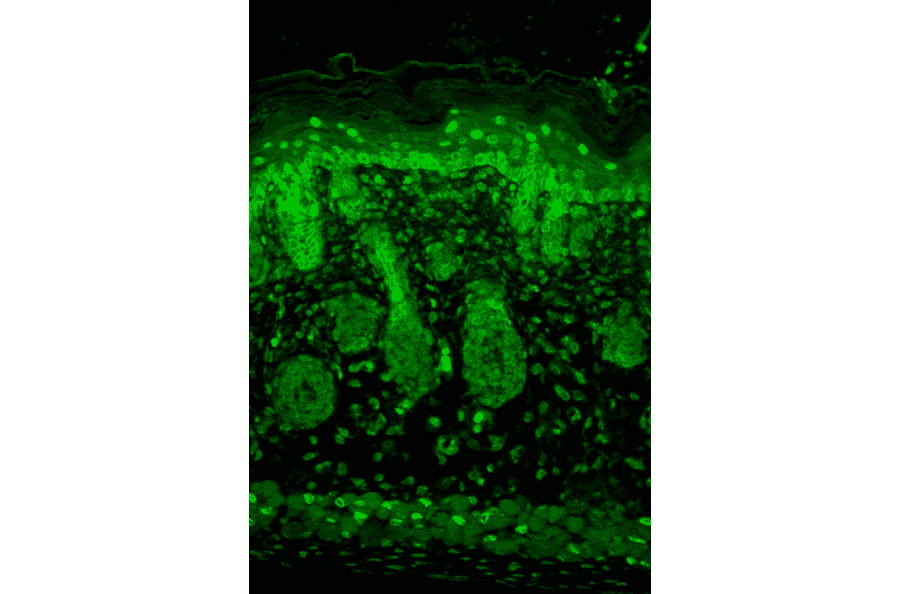 Immunohistochemistry - Anti-Kir2.1 Antibody [S112] (A304786) - Antibodies.com