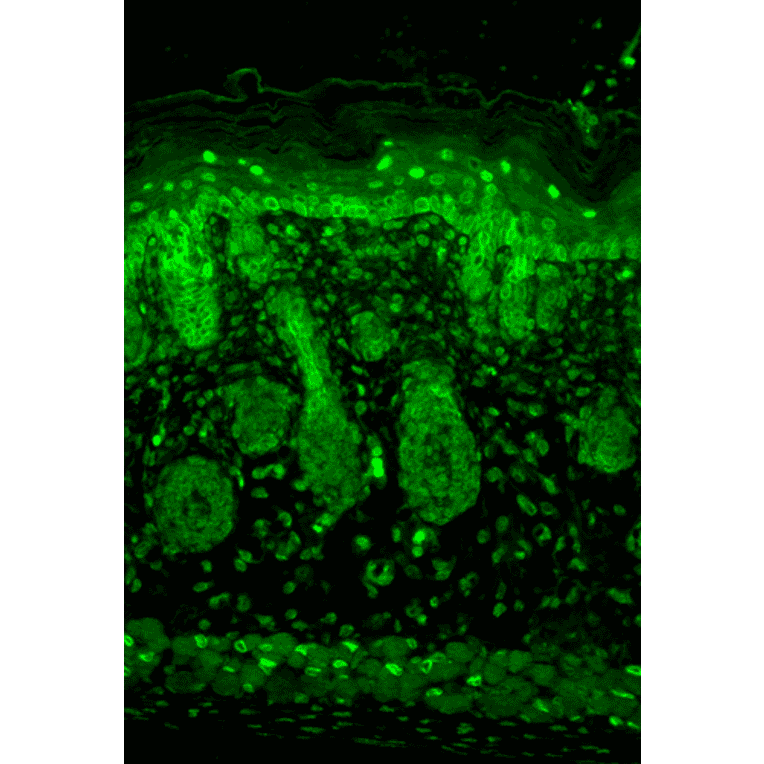 Immunohistochemistry - Anti-Kir2.1 Antibody [S112] (A304786) - Antibodies.com