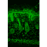 Immunohistochemistry - Anti-Kir2.1 Antibody [S112] (A304786) - Antibodies.com