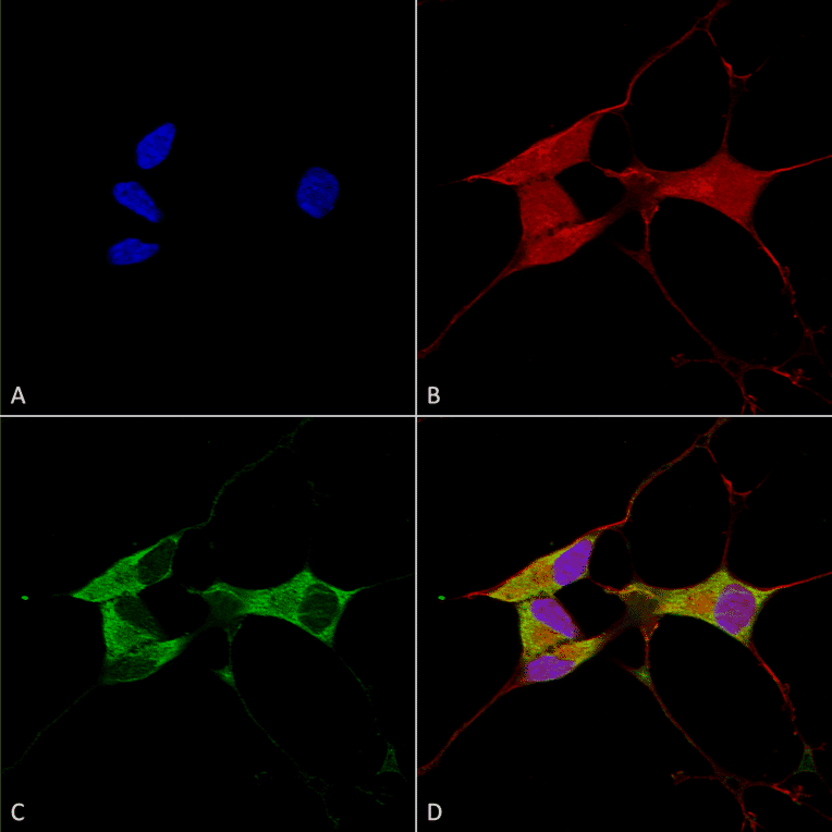 Immunocytochemistry/Immunofluorescence - Anti-Mitofusin 2 Antibody [S153-5] (A304787) - Antibodies.com