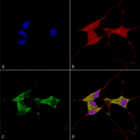 Immunocytochemistry/Immunofluorescence - Anti-Mitofusin 2 Antibody [S153-5] (A304787) - Antibodies.com