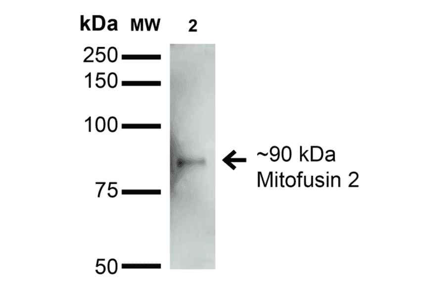 Western Blot - Anti-Mitofusin 2 Antibody [S153-5] (A304787) - Antibodies.com
