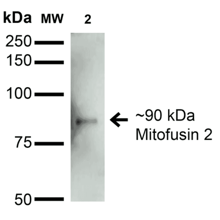 Western Blot - Anti-Mitofusin 2 Antibody [S153-5] (A304787) - Antibodies.com