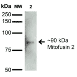 Western Blot - Anti-Mitofusin 2 Antibody [S153-5] (A304787) - Antibodies.com