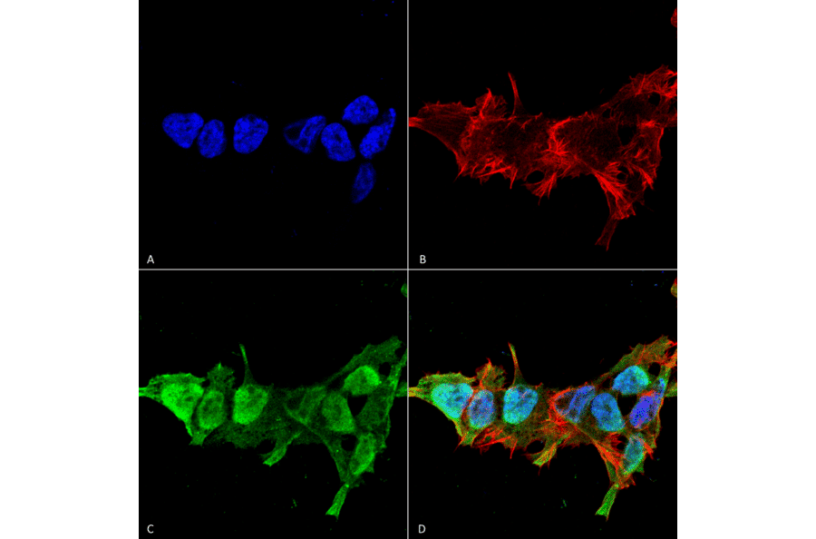 Immunocytochemistry/Immunofluorescence - Anti-Mitofusin 2 Antibody [S153-5] (A304787) - Antibodies.com