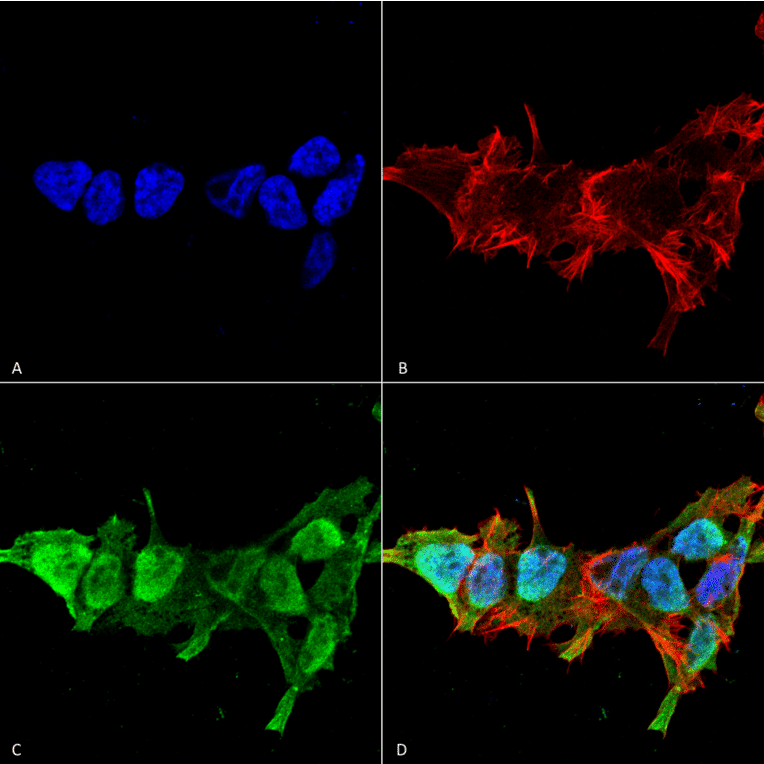 Immunocytochemistry/Immunofluorescence - Anti-Mitofusin 2 Antibody [S153-5] (A304787) - Antibodies.com