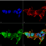 Immunocytochemistry/Immunofluorescence - Anti-Mitofusin 2 Antibody [S153-5] (A304787) - Antibodies.com
