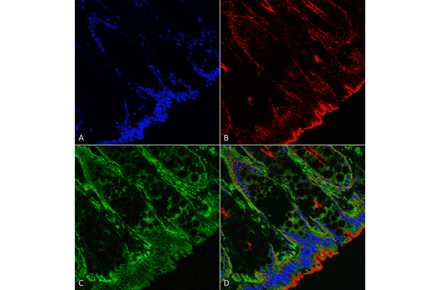 Immunohistochemistry - Anti-O-GalNAC Antibody [9H6] (A304788) - Antibodies.com