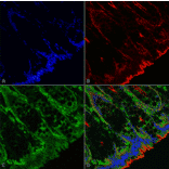 Immunohistochemistry - Anti-O-GalNAC Antibody [9H6] (A304788) - Antibodies.com