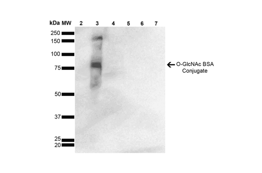 Western Blot - Anti-O-GalNAC Antibody [9H6] (A304788) - Antibodies.com