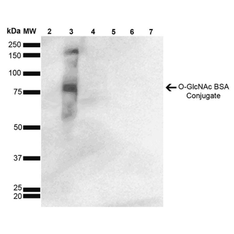 Western Blot - Anti-O-GalNAC Antibody [9H6] (A304788) - Antibodies.com