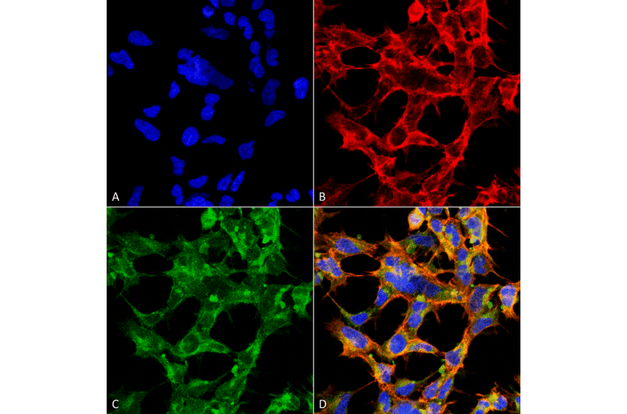Immunocytochemistry/Immunofluorescence - Anti-O-GalNAC Antibody [9H6] (A304788) - Antibodies.com