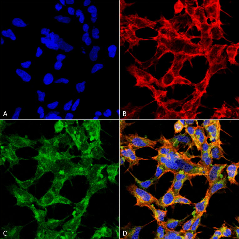 Immunocytochemistry/Immunofluorescence - Anti-O-GalNAC Antibody [9H6] (A304788) - Antibodies.com