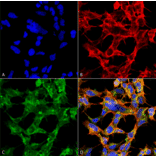 Immunocytochemistry/Immunofluorescence - Anti-O-GalNAC Antibody [9H6] (A304788) - Antibodies.com