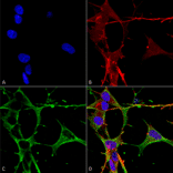 Immunocytochemistry/Immunofluorescence - Anti-Neuroligin 3 Antibody [S110-29] (A304790) - Antibodies.com