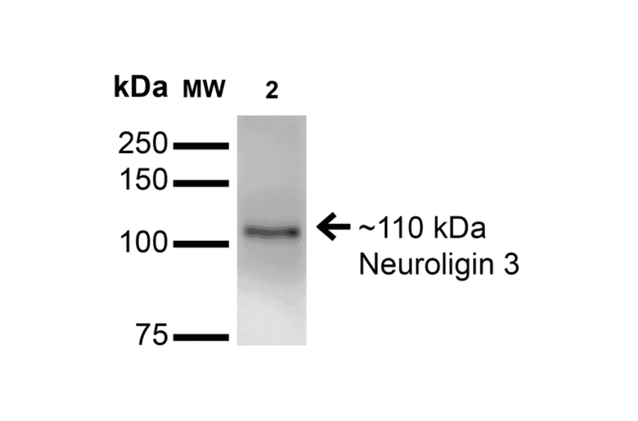 Western Blot - Anti-Neuroligin 3 Antibody [S110-29] (A304790) - Antibodies.com