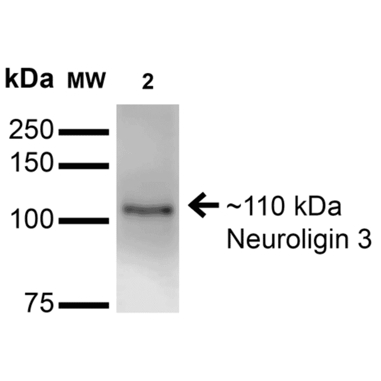 Western Blot - Anti-Neuroligin 3 Antibody [S110-29] (A304790) - Antibodies.com