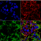 Immunocytochemistry/Immunofluorescence - Anti-Neuroligin 3 Antibody [S110-29] (A304790) - Antibodies.com