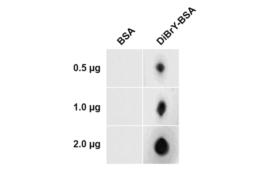 Dot Blot - Anti-Dibromo-tyrosine Antibody [6G3] (A304791) - Antibodies.com