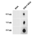 Dot Blot - Anti-Dibromo-tyrosine Antibody [6G3] (A304791) - Antibodies.com