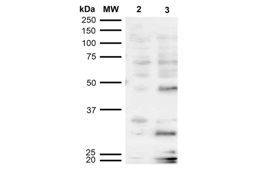 Western Blot - Anti-Dibromo-tyrosine Antibody [6G3] (A304791) - Antibodies.com
