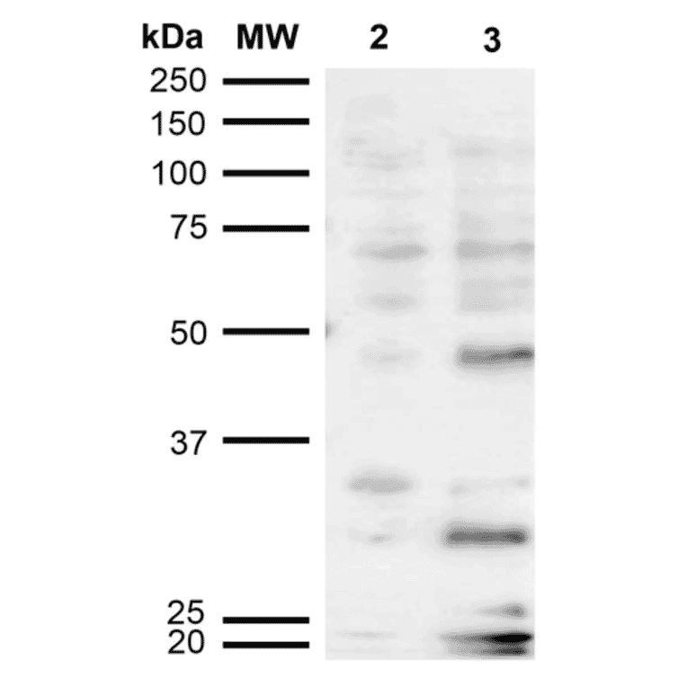 Western Blot - Anti-Dibromo-tyrosine Antibody [6G3] (A304791) - Antibodies.com