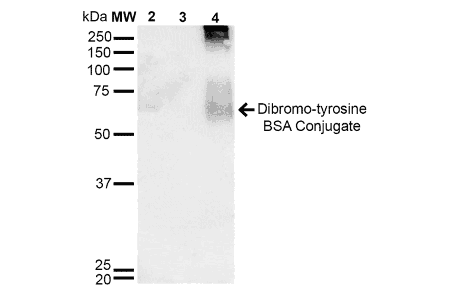 Western Blot - Anti-Dibromo-tyrosine Antibody [6G3] (A304791) - Antibodies.com