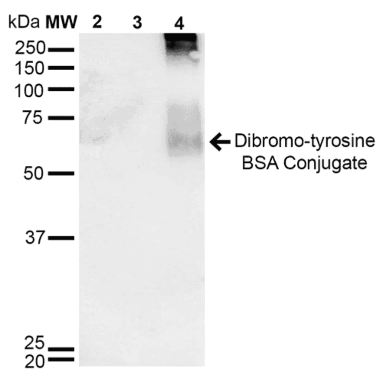 Western Blot - Anti-Dibromo-tyrosine Antibody [6G3] (A304791) - Antibodies.com