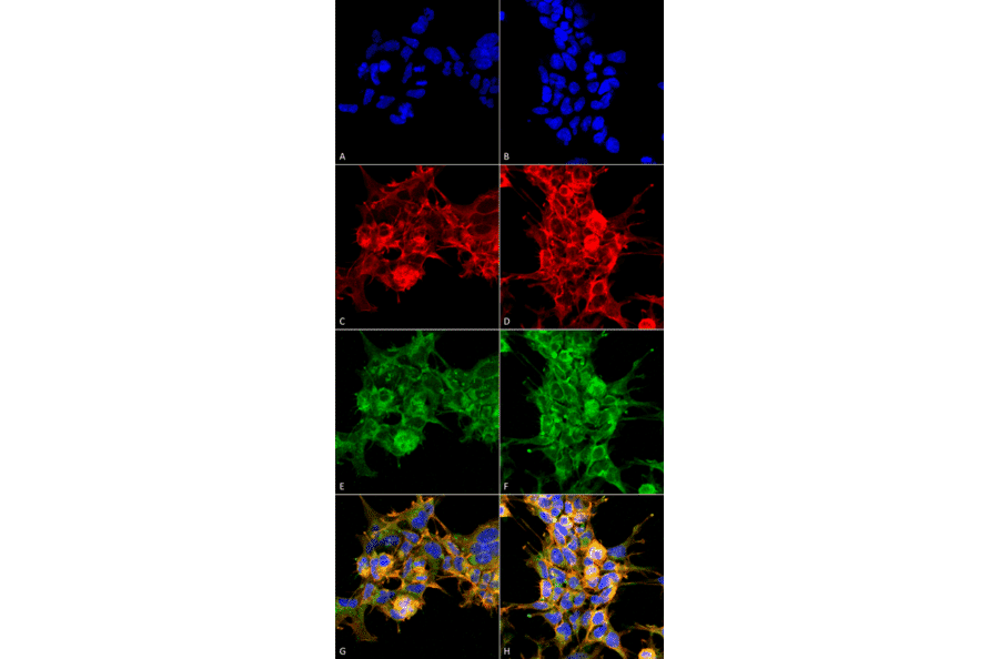 Immunocytochemistry/Immunofluorescence - Anti-Dibromo-tyrosine Antibody [6G3] (A304791) - Antibodies.com