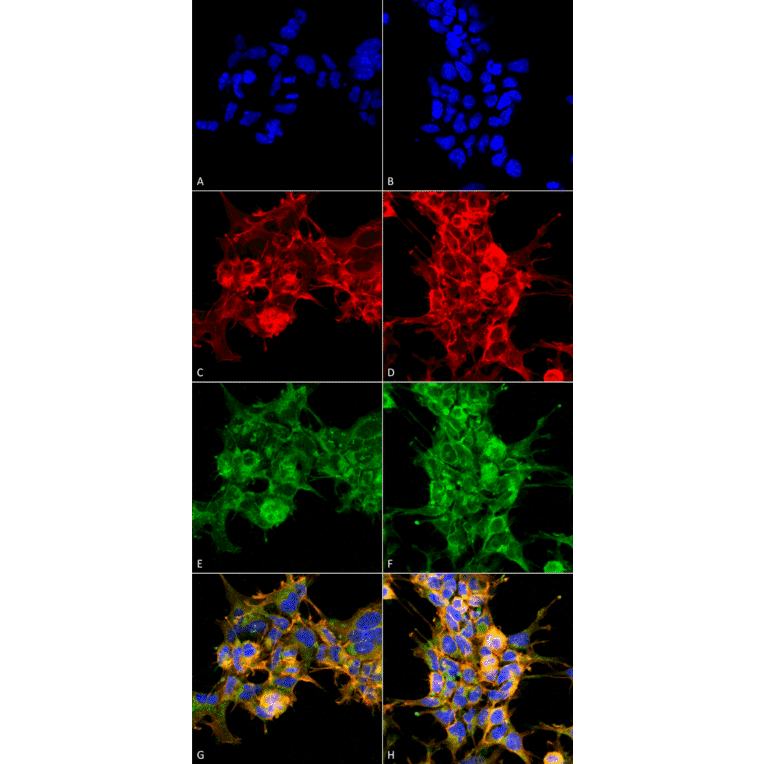 Immunocytochemistry/Immunofluorescence - Anti-Dibromo-tyrosine Antibody [6G3] (A304791) - Antibodies.com