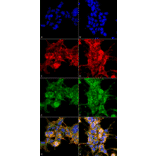 Immunocytochemistry/Immunofluorescence - Anti-Dibromo-tyrosine Antibody [6G3] (A304791) - Antibodies.com