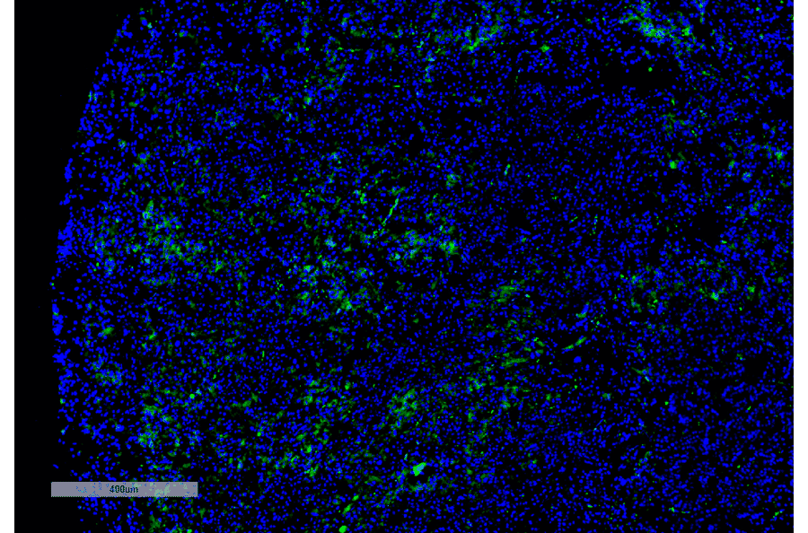 Immunohistochemistry - Anti-Dibromo-tyrosine Antibody [6G3] (A304791) - Antibodies.com