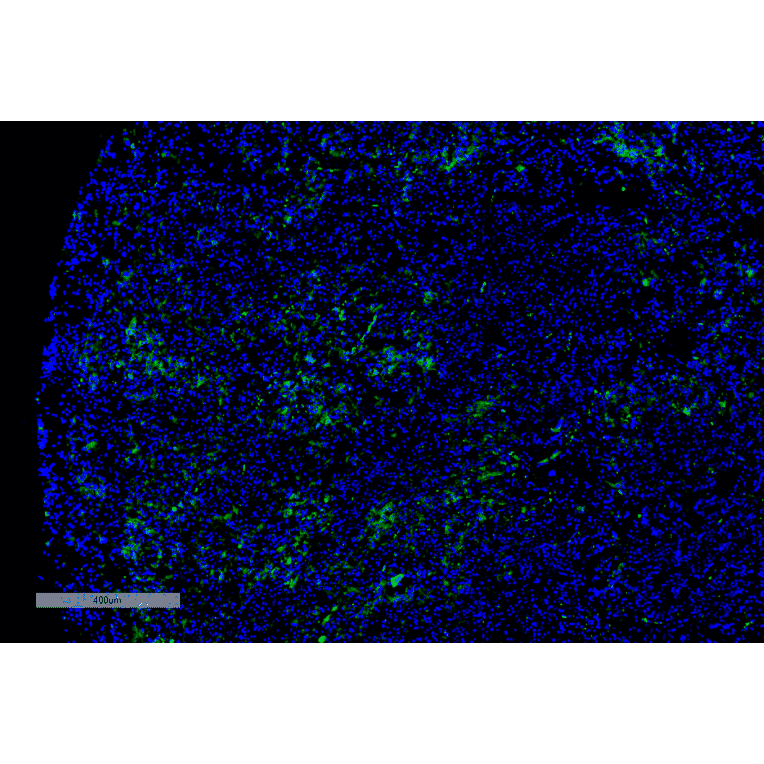 Immunohistochemistry - Anti-Dibromo-tyrosine Antibody [6G3] (A304791) - Antibodies.com