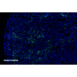 Immunohistochemistry - Anti-Dibromo-tyrosine Antibody [6G3] (A304791) - Antibodies.com
