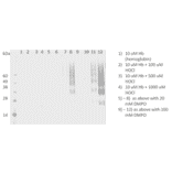 Western Blot - Anti-DMPO Antibody [N1664A] (A304793) - Antibodies.com
