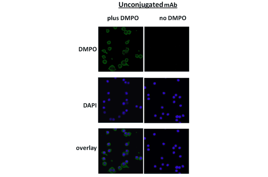 Immunocytochemistry/Immunofluorescence - Anti-DMPO Antibody [N1664A] (A304793) - Antibodies.com
