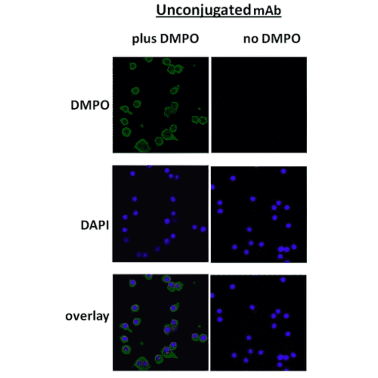 Immunocytochemistry/Immunofluorescence - Anti-DMPO Antibody [N1664A] (A304793) - Antibodies.com