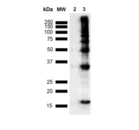 Western Blot - Anti-Nitrotyrosine Antibody [39B6] (A304794) - Antibodies.com