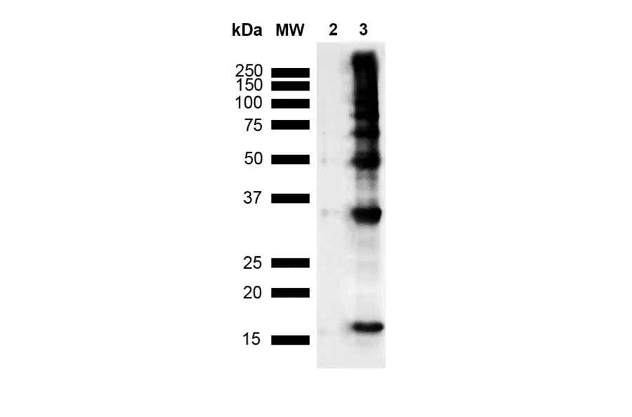 Western Blot - Anti-Nitrotyrosine Antibody [39B6] (A304794) - Antibodies.com