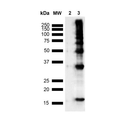 Western Blot - Anti-Nitrotyrosine Antibody [39B6] (A304794) - Antibodies.com