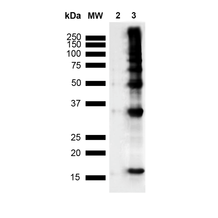 Western blots show p65 antibodies that passed the test of specificity