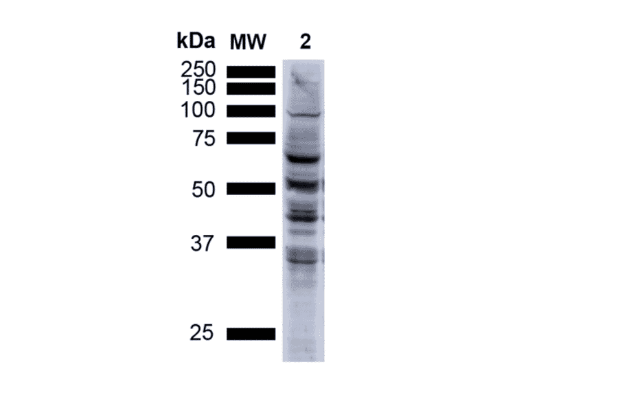 Western Blot - Anti-Nitrotyrosine Antibody [39B6] (A304794) - Antibodies.com