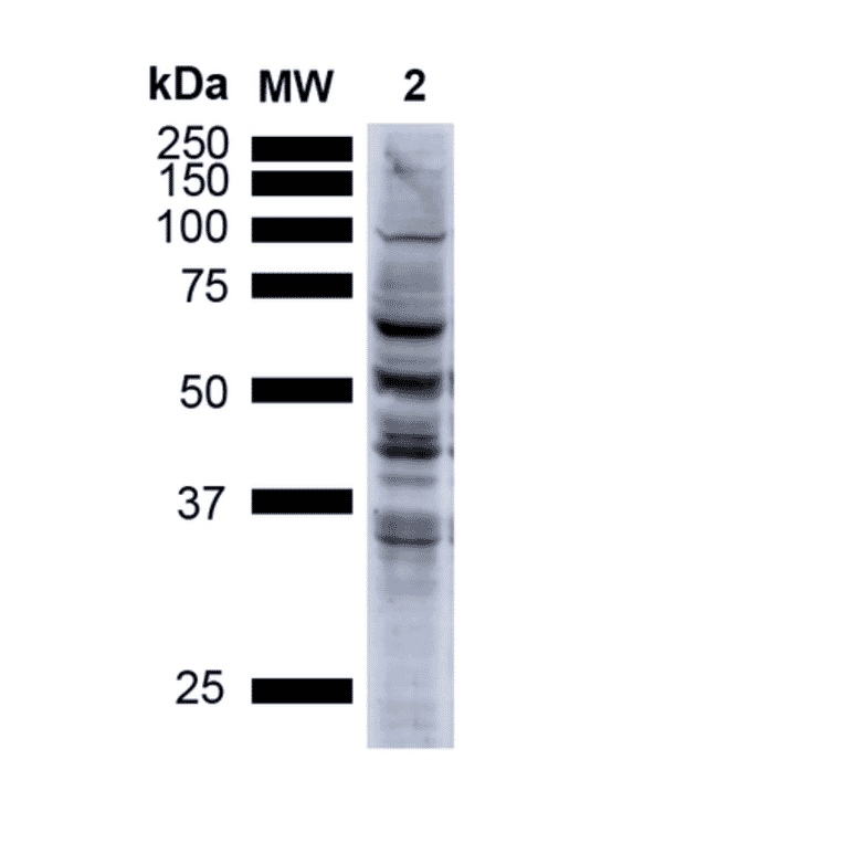 Western Blot - Anti-Nitrotyrosine Antibody [39B6] (A304794) - Antibodies.com