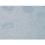 Immunohistochemistry - Anti-Nitrotyrosine Antibody [39B6] (A304794) - Antibodies.com