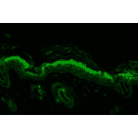 Immunohistochemistry - Anti-Nitrotyrosine Antibody [39B6] (A304794) - Antibodies.com