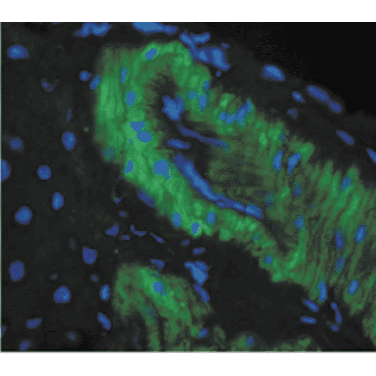 Immunohistochemistry - Anti-Nitrotyrosine Antibody [39B6] (A304794) - Antibodies.com