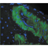 Immunohistochemistry - Anti-Nitrotyrosine Antibody [39B6] (A304794) - Antibodies.com