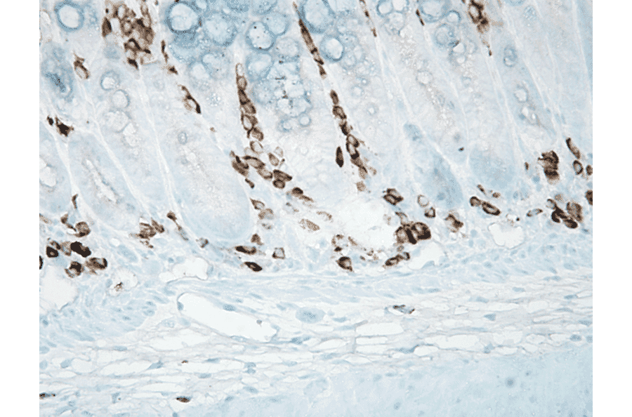 Immunohistochemistry - Anti-Nitrotyrosine Antibody [39B6] (A304794) - Antibodies.com