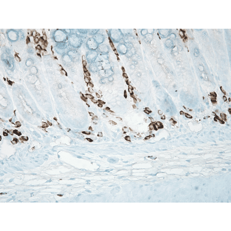 Immunohistochemistry - Anti-Nitrotyrosine Antibody [39B6] (A304794) - Antibodies.com