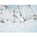 Immunohistochemistry - Anti-Nitrotyrosine Antibody [39B6] (A304794) - Antibodies.com